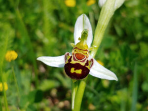 Scopri di più sull'articolo L’evoluzione delle specie botaniche